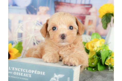 販売中の千葉県のミックス犬-388339の4枚目